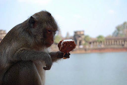 Monkey and Angakor